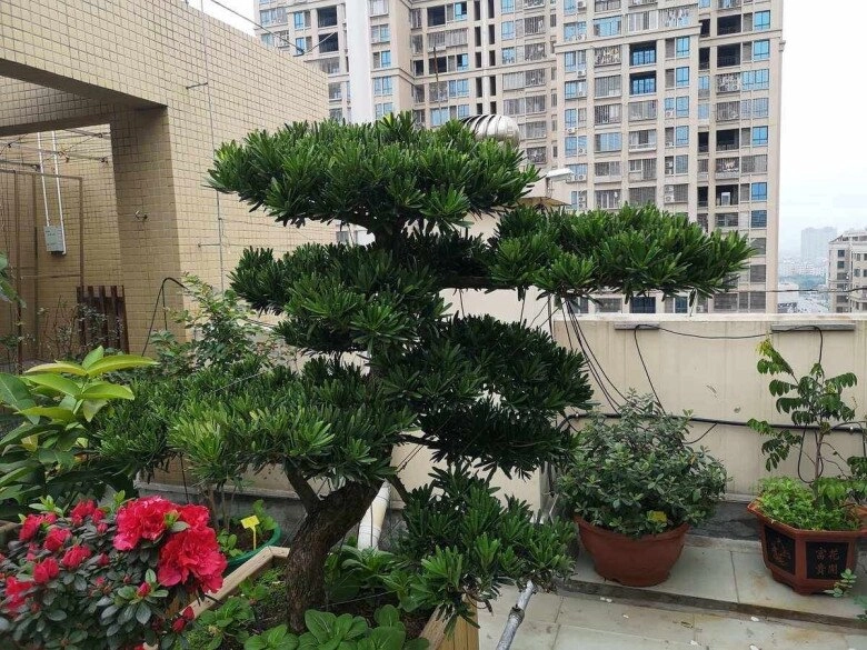 3 cây bonsai sống khỏe hơn 50 năm càng trồng càng đẹp giá trị tăng theo thời gian - 5