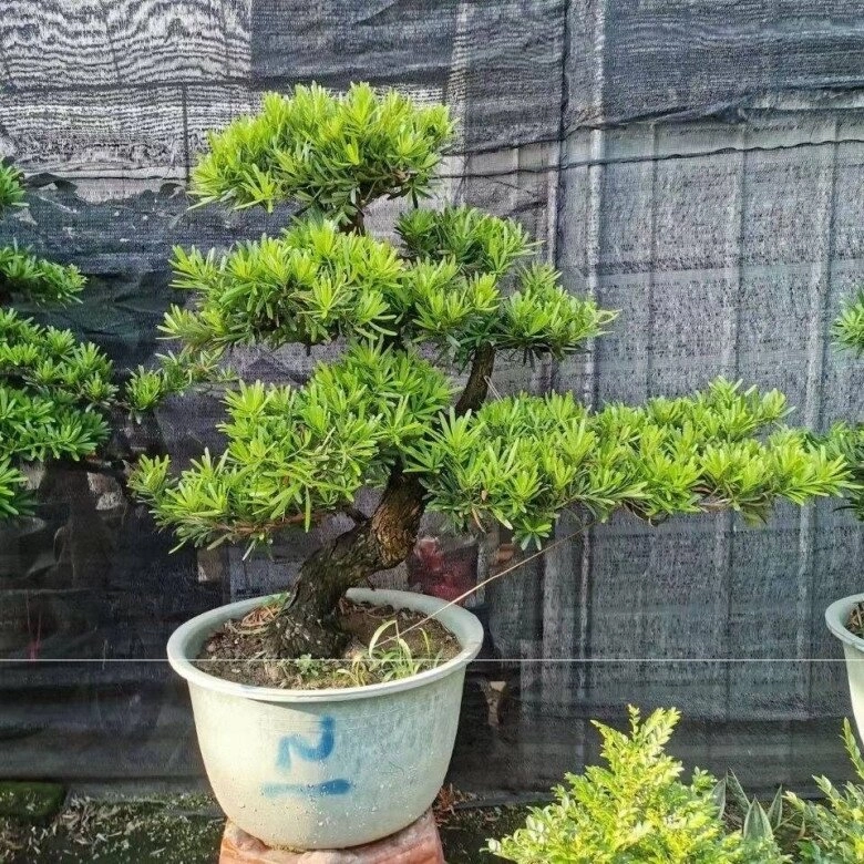 3 cây bonsai sống khỏe hơn 50 năm càng trồng càng đẹp giá trị tăng theo thời gian - 6