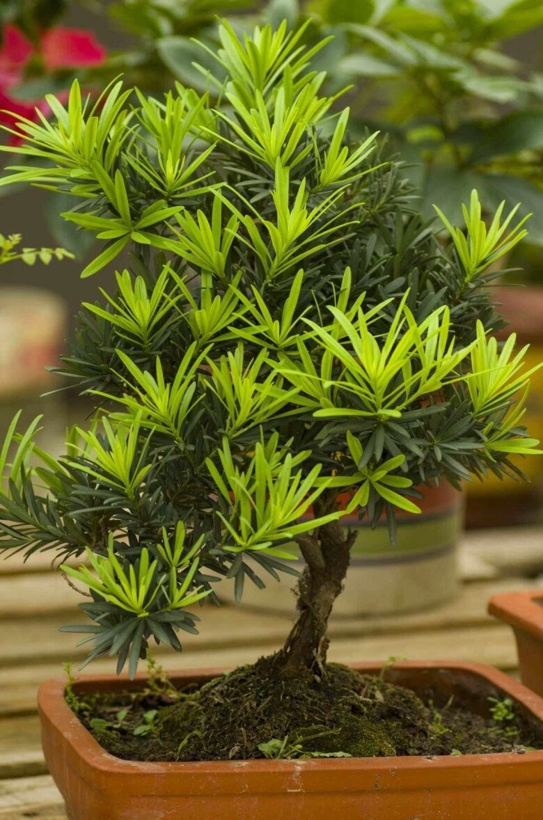 3 cây bonsai sống khỏe hơn 50 năm càng trồng càng đẹp giá trị tăng theo thời gian - 7
