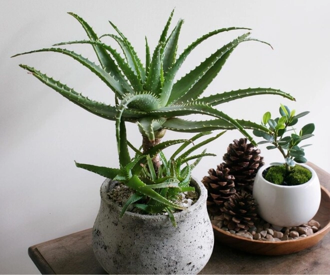 3 loại cây được ví như điều hòa trồng trong nhà mỗi tháng gia chủ giảm hẳn 50 hoá đơn tiền điện - 1