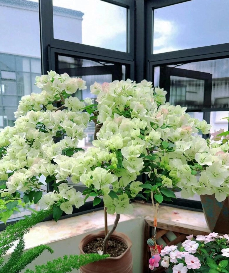 3 loại hoa người sành chơi luôn giữ trong nhà vừa khỏe vừa sai hoa nở quanh năm lại mở lối đón tài khí vào cửa - 2
