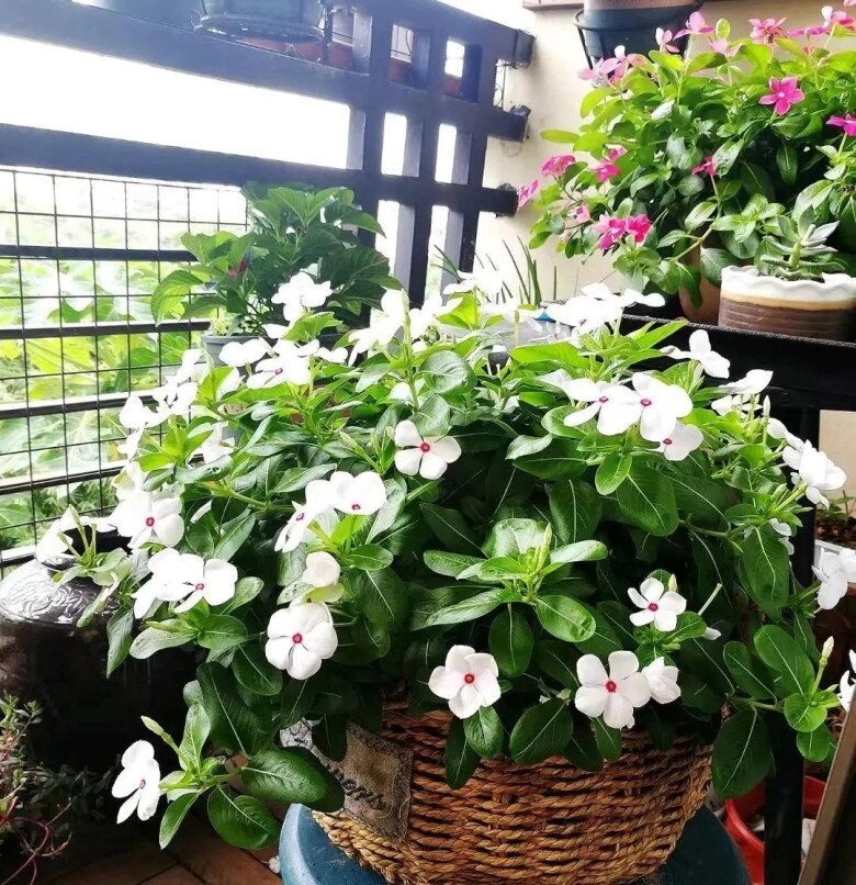 3 loại hoa người sành chơi luôn giữ trong nhà vừa khỏe vừa sai hoa nở quanh năm lại mở lối đón tài khí vào cửa - 6