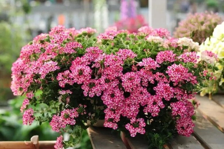 3 loại hoa nở liên tục vào mùa hè vừa đẹp lại dễ chăm trồng một chậu ở ban công sẽ biến thành biển hoa - 2