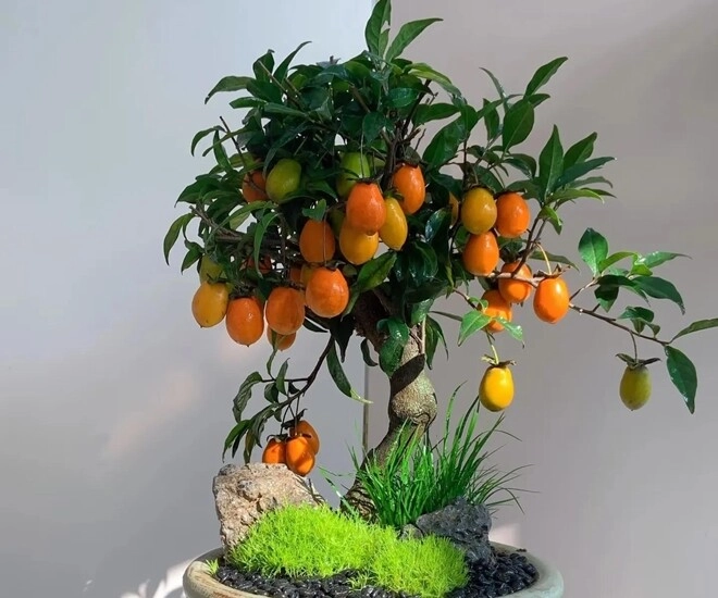 4 cây giữ nhà sống thọ trăm năm càng già càng có giá trị trong nhà có một chậu con cháu được hưởng phúc - 1