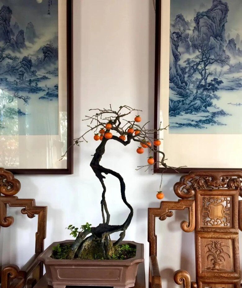 4 cây giữ nhà sống thọ trăm năm càng già càng có giá trị trong nhà có một chậu con cháu được hưởng phúc - 2