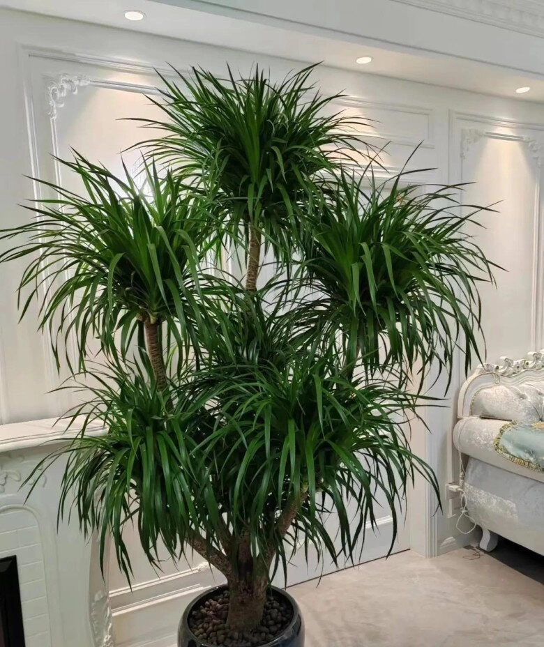 4 cây giữ nhà sống thọ trăm năm càng già càng có giá trị trong nhà có một chậu con cháu được hưởng phúc - 3