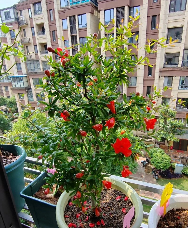 4 cây giữ nhà sống thọ trăm năm càng già càng có giá trị trong nhà có một chậu con cháu được hưởng phúc - 6