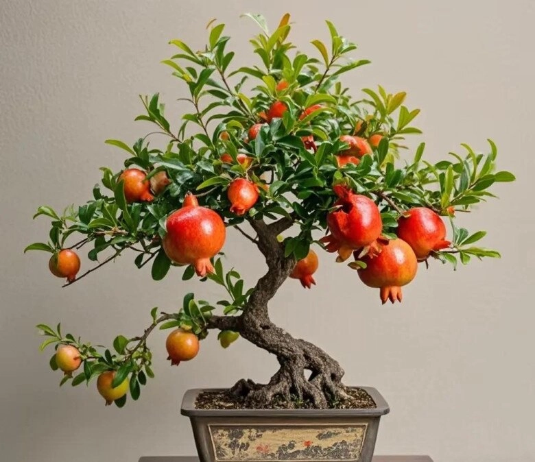 4 cây giữ nhà sống thọ trăm năm càng già càng có giá trị trong nhà có một chậu con cháu được hưởng phúc - 7