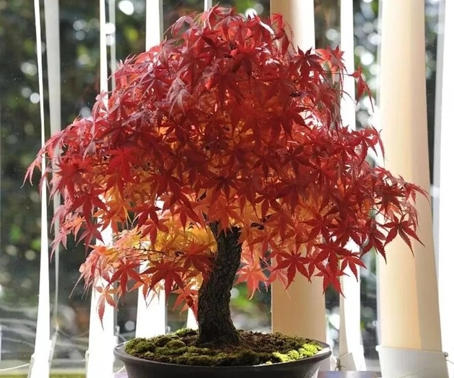 5 loại cây người nghèo chê nhưng người giàu lại thích rước về chẳng trách càng trồng càng giàu - 1