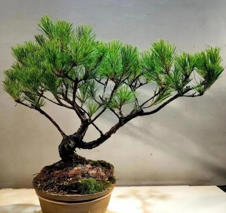 5 loại cây người nghèo chê nhưng người giàu lại thích rước về chẳng trách càng trồng càng giàu - 2
