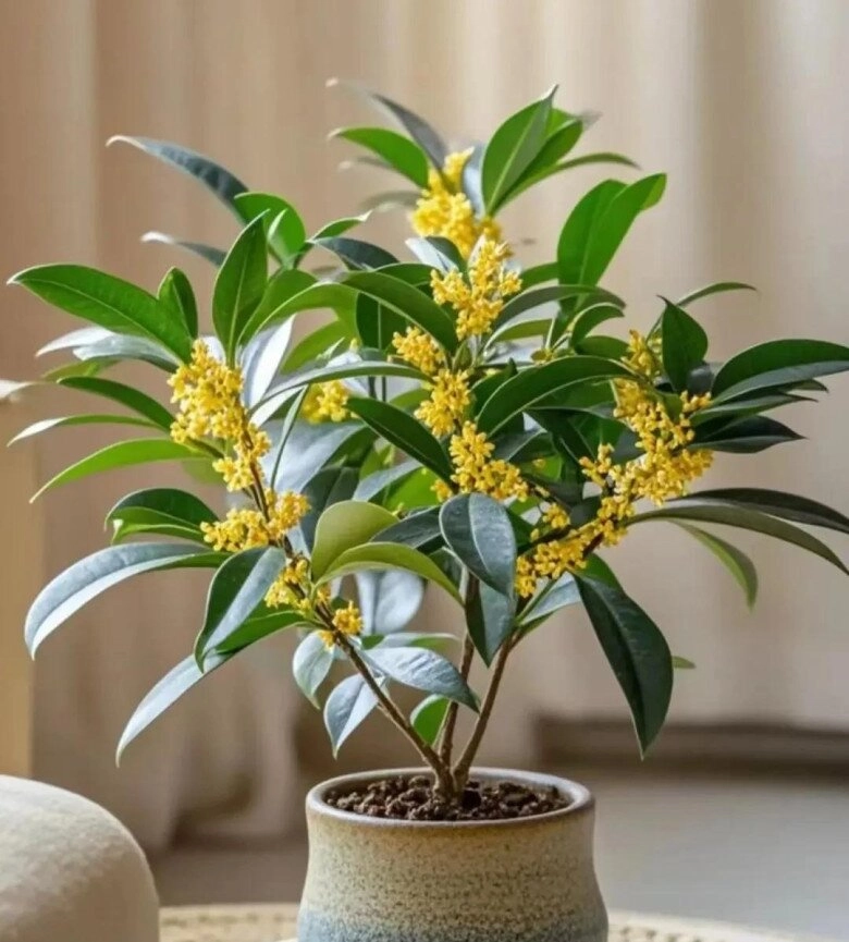 5 loại cây người nghèo chê nhưng người giàu lại thích rước về chẳng trách càng trồng càng giàu - 3