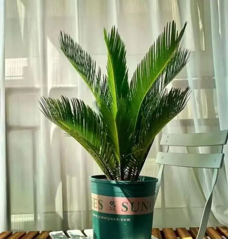 5 loại cây người nghèo chê nhưng người giàu lại thích rước về chẳng trách càng trồng càng giàu - 4