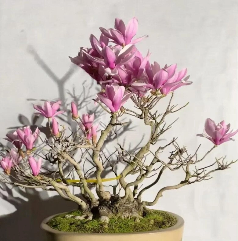 5 loại cây người nghèo chê nhưng người giàu lại thích rước về chẳng trách càng trồng càng giàu - 5