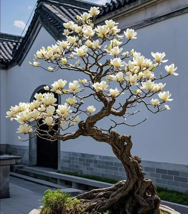 5 loại cây người nghèo chê nhưng người giàu lại thích rước về chẳng trách càng trồng càng giàu - 6
