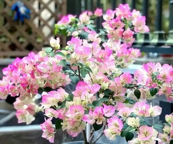 5 loại hoa vừa đẹp rẻ lại dễ trồng hoa nở không ngừng nhiều không đếm xuể còn mang phúc lộc vào nhà - 1