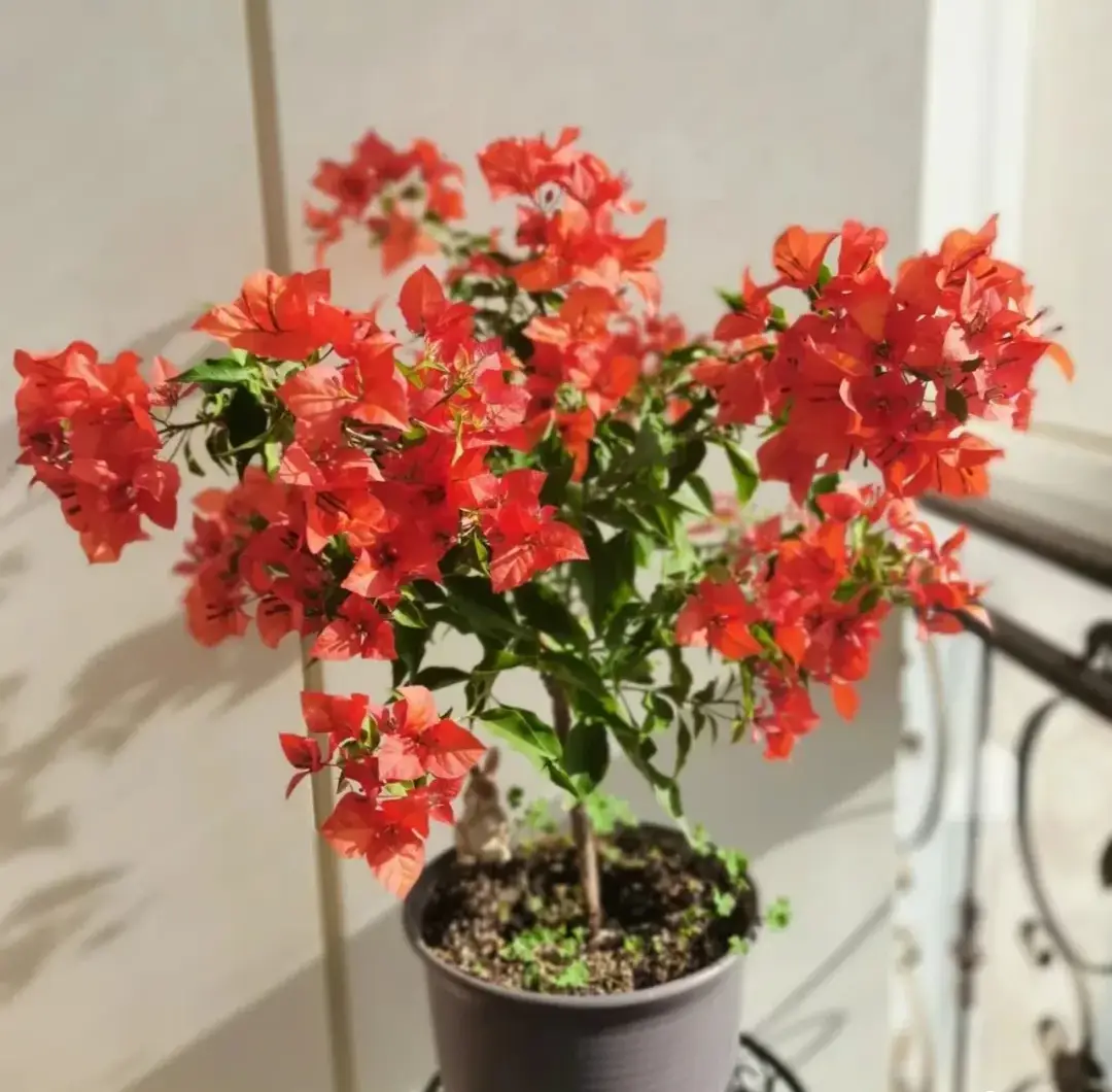 5 loại hoa vừa đẹp rẻ lại dễ trồng hoa nở không ngừng nhiều không đếm xuể còn mang phúc lộc vào nhà - 2