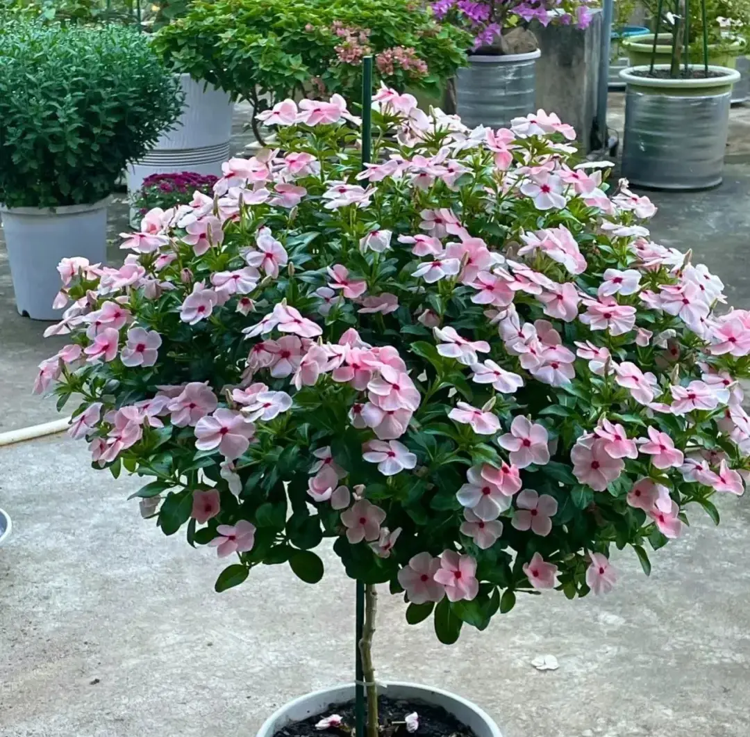 5 loại hoa vừa đẹp rẻ lại dễ trồng hoa nở không ngừng nhiều không đếm xuể còn mang phúc lộc vào nhà - 4
