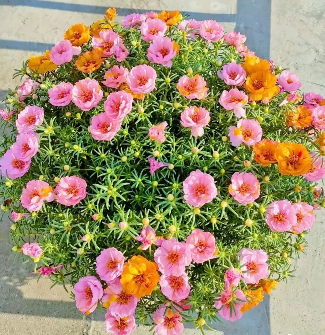 5 loại hoa vừa đẹp rẻ lại dễ trồng hoa nở không ngừng nhiều không đếm xuể còn mang phúc lộc vào nhà - 5