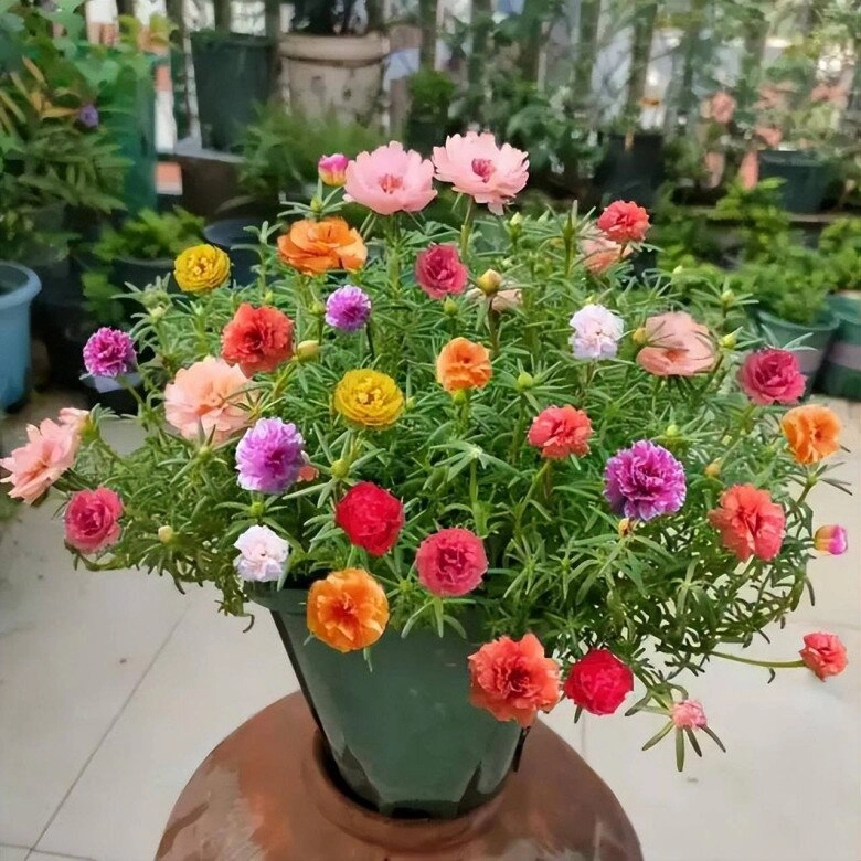 5 loại hoa vừa đẹp rẻ lại dễ trồng hoa nở không ngừng nhiều không đếm xuể còn mang phúc lộc vào nhà - 6