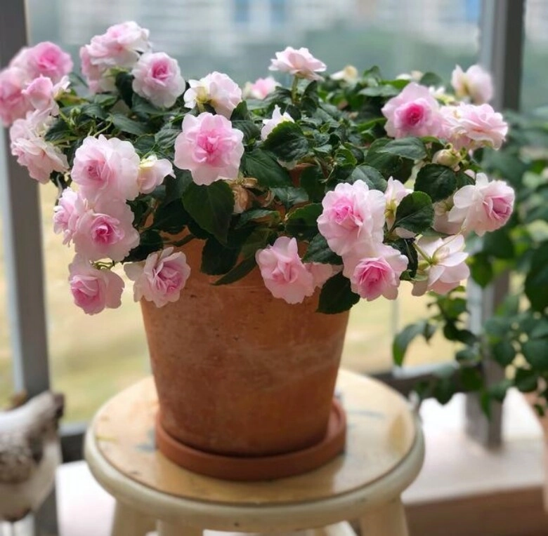 5 loại hoa vừa đẹp rẻ lại dễ trồng hoa nở không ngừng nhiều không đếm xuể còn mang phúc lộc vào nhà - 8