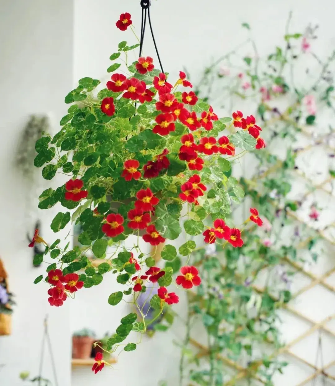 5 loại hoa vừa đẹp rẻ lại dễ trồng hoa nở không ngừng nhiều không đếm xuể còn mang phúc lộc vào nhà - 9