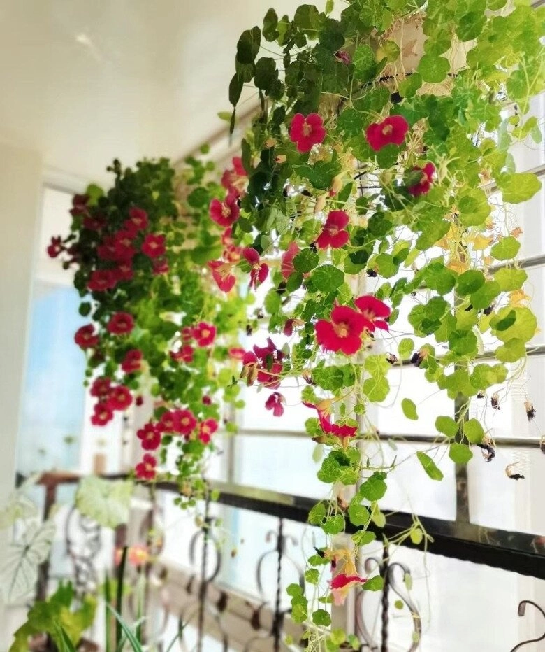 5 loại hoa vừa đẹp rẻ lại dễ trồng hoa nở không ngừng nhiều không đếm xuể còn mang phúc lộc vào nhà - 10