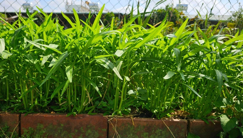 9x bỏ việc kế toán về trồng rau tạo nên khu vườn 500m2 xanh mướt đủ loại rau trái giữa lòng tphcm - 3