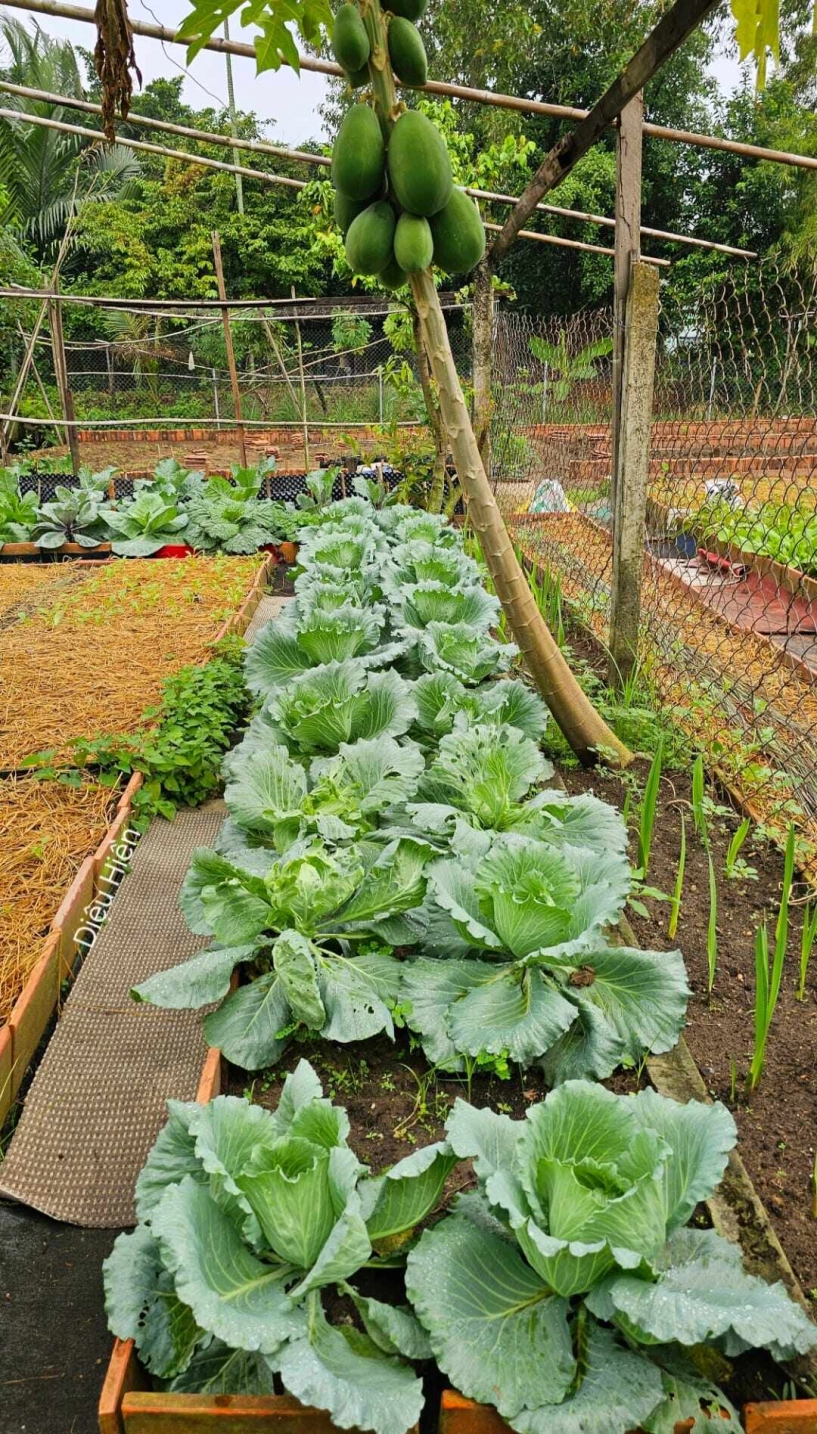 9x bỏ việc kế toán về trồng rau tạo nên khu vườn 500m2 xanh mướt đủ loại rau trái giữa lòng tphcm - 5