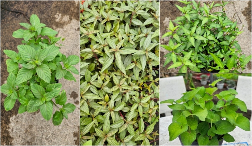 9x bỏ việc kế toán về trồng rau tạo nên khu vườn 500m2 xanh mướt đủ loại rau trái giữa lòng tphcm - 7