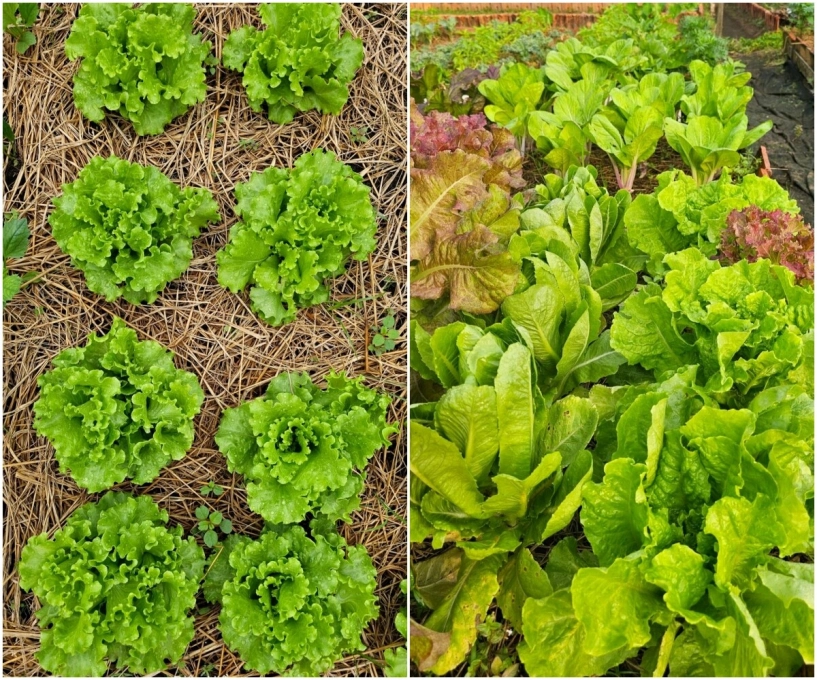 9x bỏ việc kế toán về trồng rau tạo nên khu vườn 500m2 xanh mướt đủ loại rau trái giữa lòng tphcm - 10