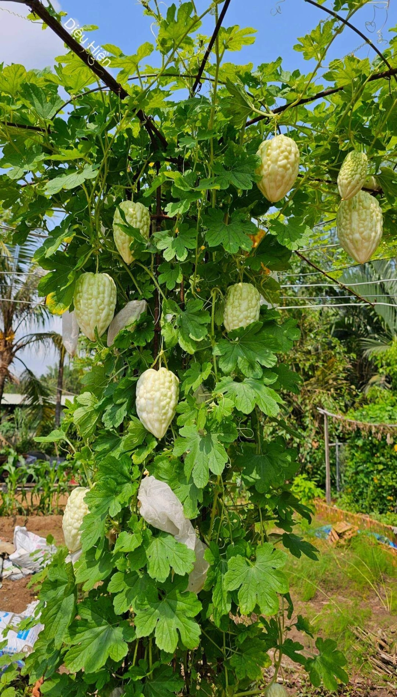 9x bỏ việc kế toán về trồng rau tạo nên khu vườn 500m2 xanh mướt đủ loại rau trái giữa lòng tphcm - 13