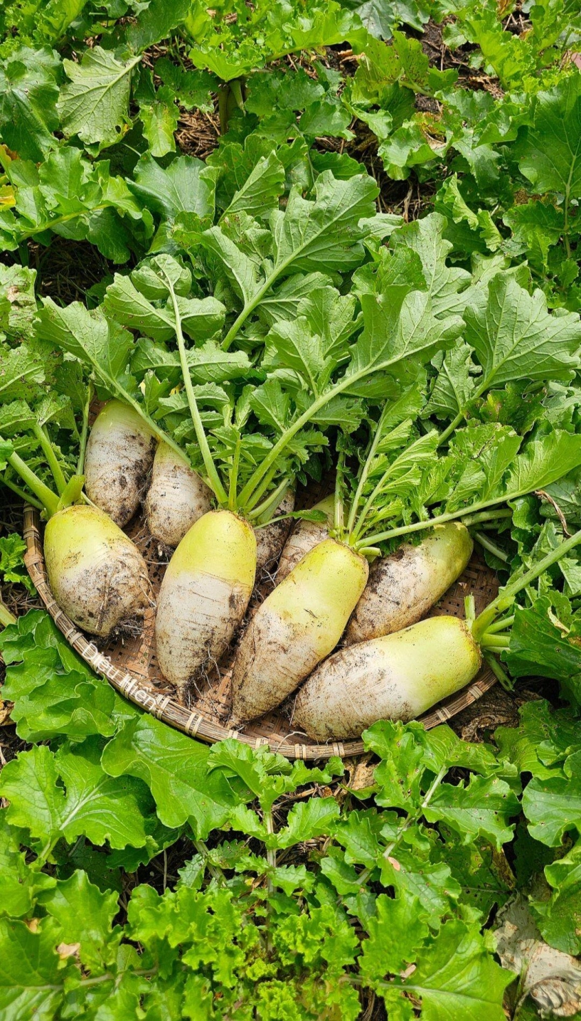 9x bỏ việc kế toán về trồng rau tạo nên khu vườn 500m2 xanh mướt đủ loại rau trái giữa lòng tphcm - 15