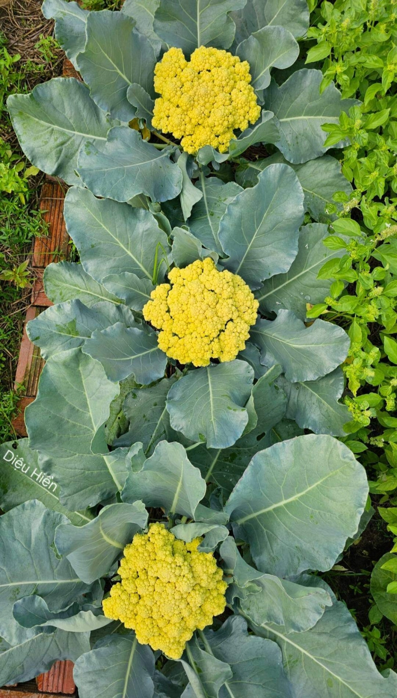 9x bỏ việc kế toán về trồng rau tạo nên khu vườn 500m2 xanh mướt đủ loại rau trái giữa lòng tphcm - 16