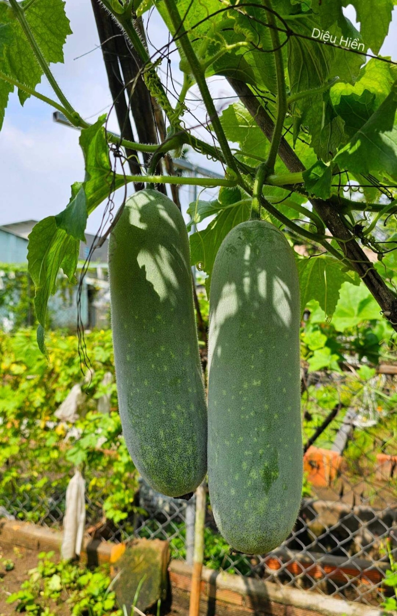 9x bỏ việc kế toán về trồng rau tạo nên khu vườn 500m2 xanh mướt đủ loại rau trái giữa lòng tphcm - 17
