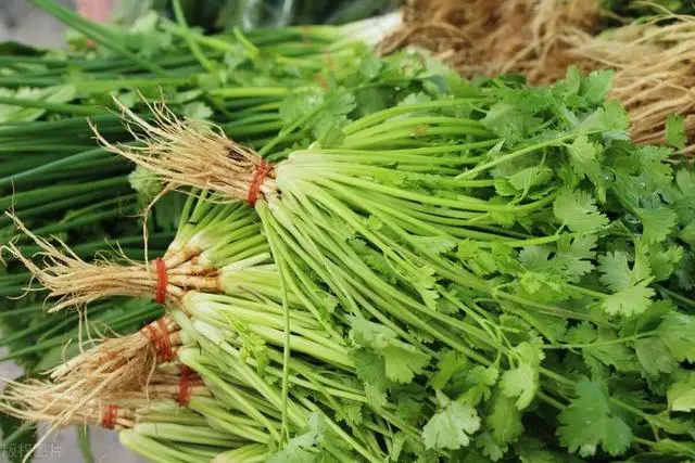 Bảo quản rau mùi trong tủ lạnh là sai đầu bếp nhà hàng chỉ bạn một mẹo giữ rau thơm tươi được lâu - 1
