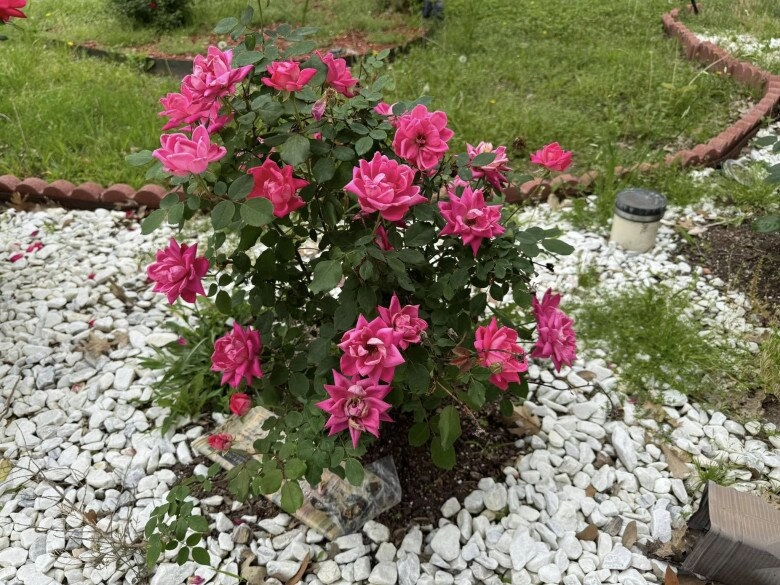Biệt thự đan trường sống sau khi ly hôn vợ hàng xóm nói hoa chết hết rồi ai ngờ giờ bung nở khắp lối - 6
