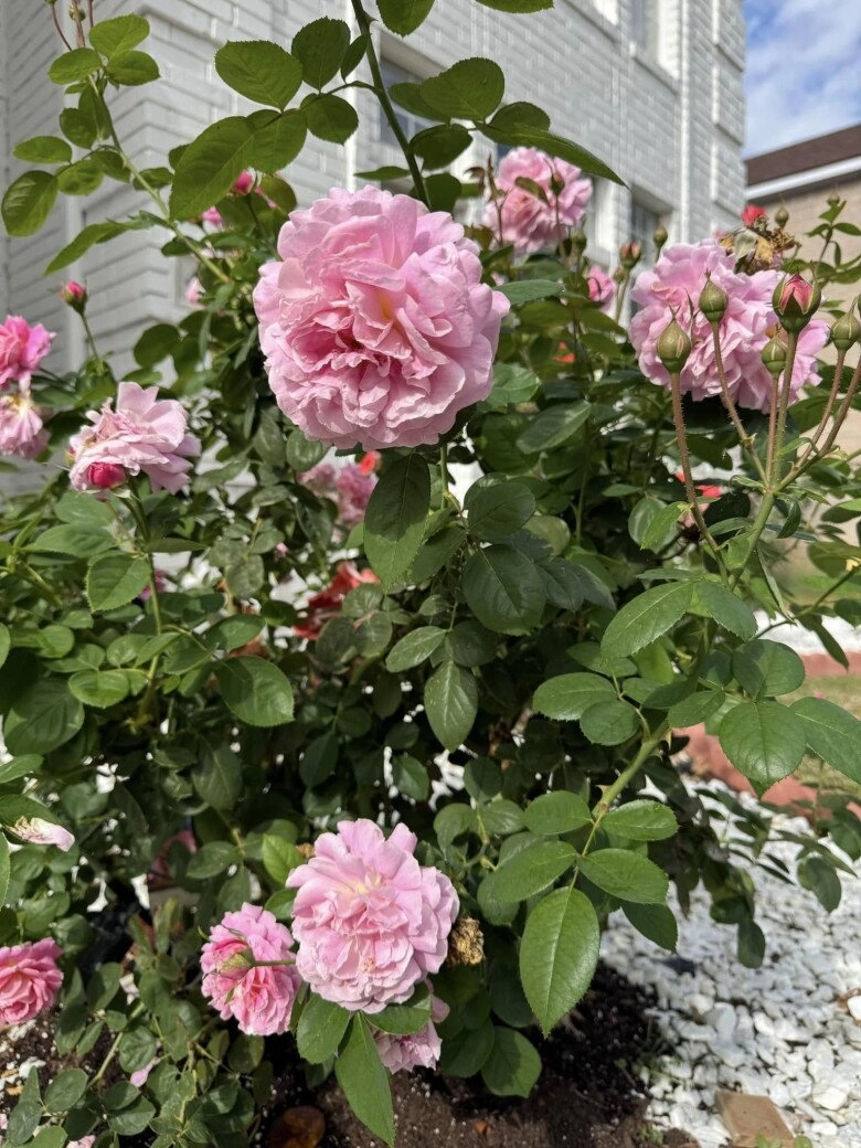 Biệt thự đan trường sống sau khi ly hôn vợ hàng xóm nói hoa chết hết rồi ai ngờ giờ bung nở khắp lối - 11