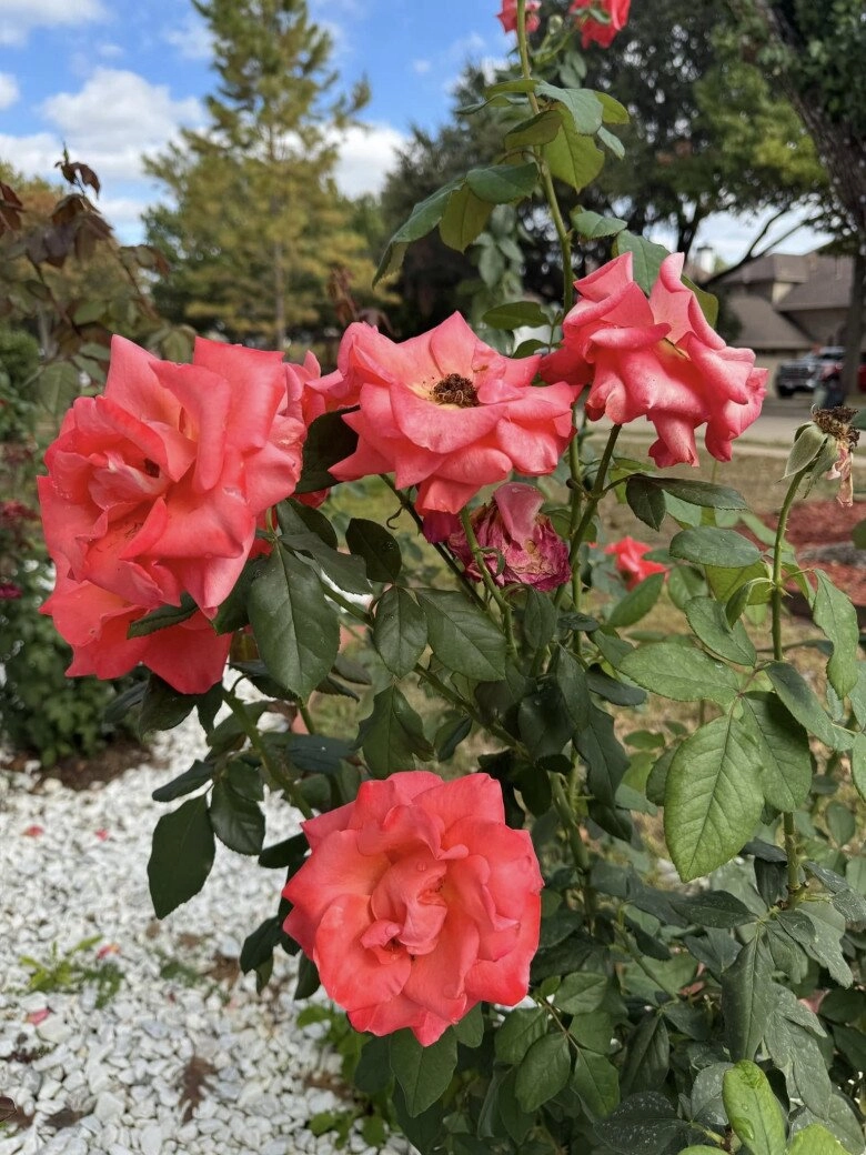 Biệt thự đan trường sống sau khi ly hôn vợ hàng xóm nói hoa chết hết rồi ai ngờ giờ bung nở khắp lối - 19