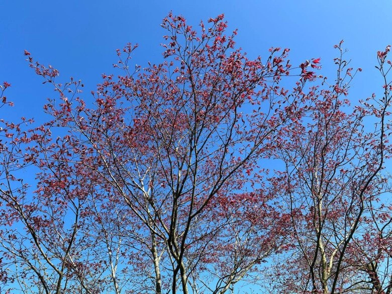 Ca sĩ thu phượng khoe khu vườn của mẹ chồng tại hà lan ngập đầy hoa thơm nhìn là thấy an yên - 7