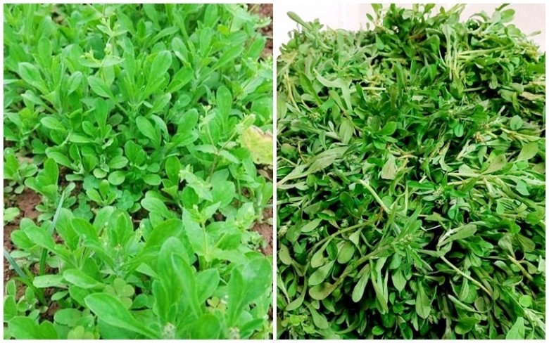 Cách bảo quản rau khúc đến khi hết mùa vẫn có để nấu xôi hay làm bánh ăn vị tươi ngon như mới hái - 1
