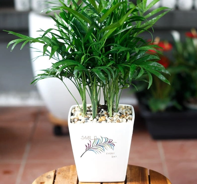 Cách chọn cây phong thuỷ phù hợp từng mệnh mang đến may mắn sức khỏe và tài lộc - 1