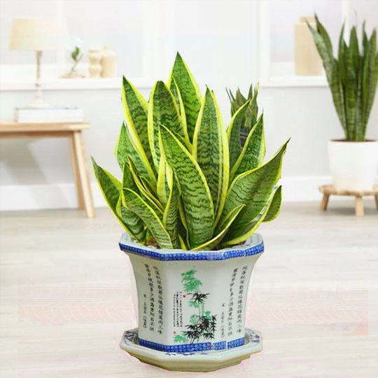 Cách chọn cây phong thuỷ phù hợp từng mệnh mang đến may mắn sức khỏe và tài lộc - 2