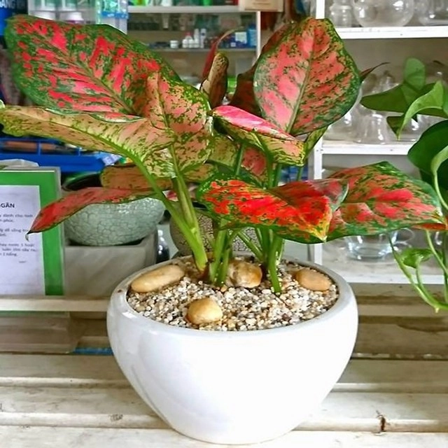 Cách chọn cây phong thuỷ phù hợp từng mệnh mang đến may mắn sức khỏe và tài lộc - 3