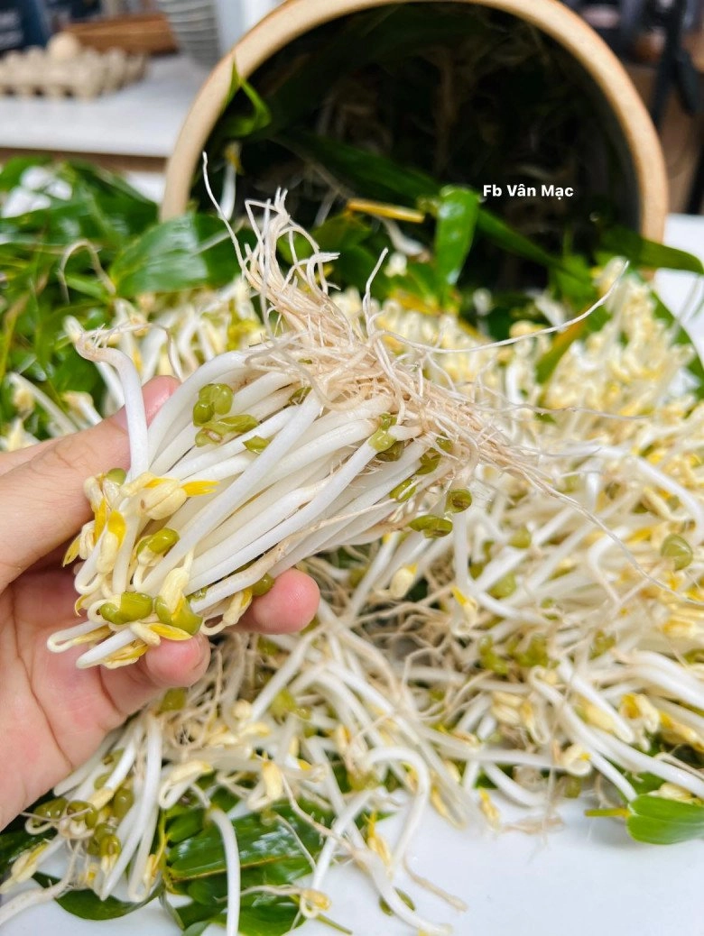 Cách làm giá đỗ cực đơn giản bằng dụng cụ không ngờ đến của mẹ đảm cây nào cũng mập ú trắng ngần 2-3 ngày là ăn được - 8