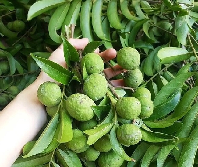 Cách làm sấu ngâm mắm giòn ngon chua cay mặn ngọt không sợ nổi váng cho bữa cơm hè thêm hấp dẫn - 1