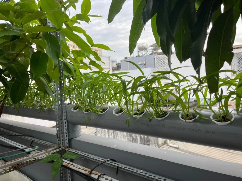 Cặp vợ chồng trẻ sài gòn xây vườn rau củ rộng 20m2 trên sân thượng 2 năm làm vườn chỉ tốn 70 triệu - 2