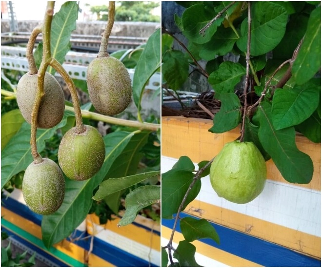 Cặp vợ chồng trẻ sài gòn xây vườn rau củ rộng 20m2 trên sân thượng 2 năm làm vườn chỉ tốn 70 triệu - 5