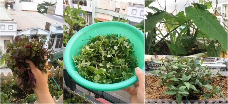 Cặp vợ chồng trẻ sài gòn xây vườn rau củ rộng 20m2 trên sân thượng 2 năm làm vườn chỉ tốn 70 triệu - 7