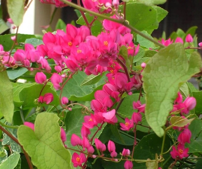 Cây bờ rào đổi đời thành nữ hoàng dây leo nở quanh năm vừa làm cảnh vừa làm thuốc giá 150000 đồngcây - 1