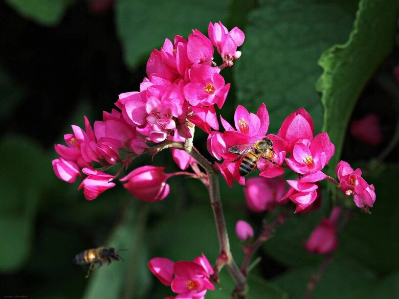 Cây bờ rào đổi đời thành nữ hoàng dây leo nở quanh năm vừa làm cảnh vừa làm thuốc giá 150000 đồngcây - 2